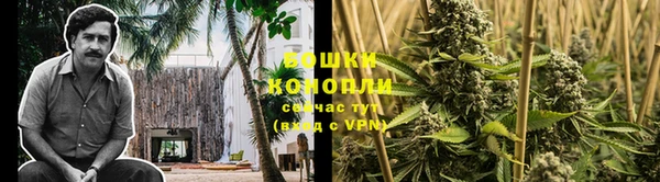 прущие грибы Алзамай